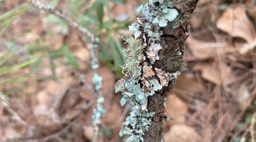 Different stages of foliose and fruticose lichens appear to flourish on a branch. Photo: Heidi Skinner